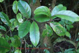 Bois de cabri rouge - Casearia coriacea - Flacourtiacée - I
