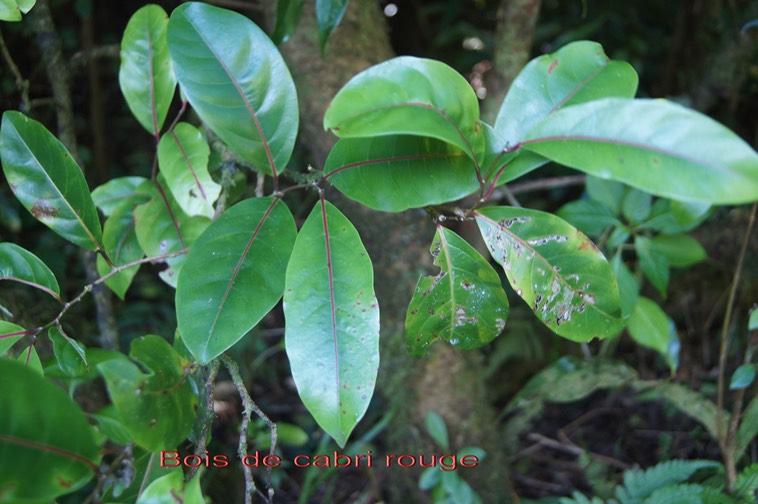 Bois de cabri rouge - Casearia coriacea - Flacourtiacée - I