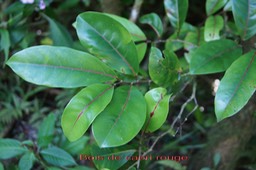 Bois de cabri rouge