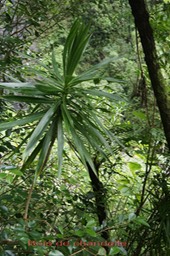Bois de chandelle- Dracaena reflexa - Ruscacée - I
