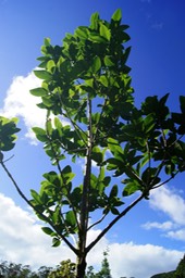 Bois de coeur bleu- Chionanthus  Broomeana- Oléacée - B