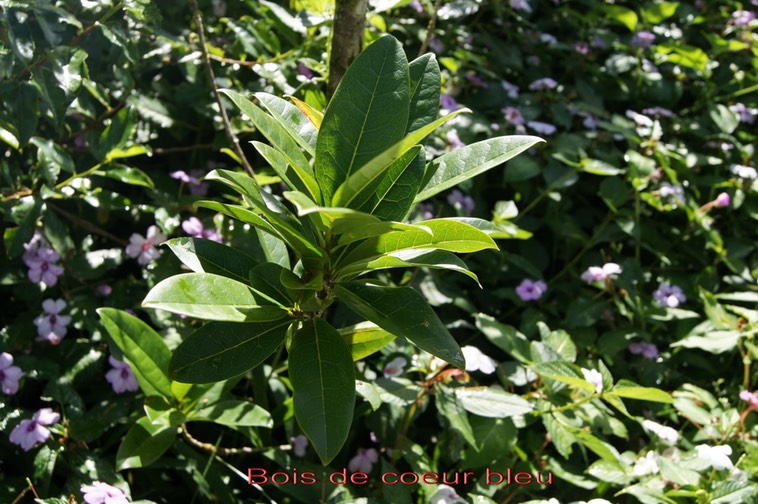 Bois de coeur bleu