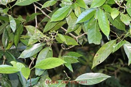 Bois de corail- Chassalia corallioides - Rubiacée - B