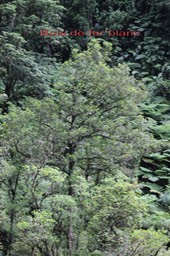 Bois de fer blanc- Sideroxylon majus- Sapotacée - B