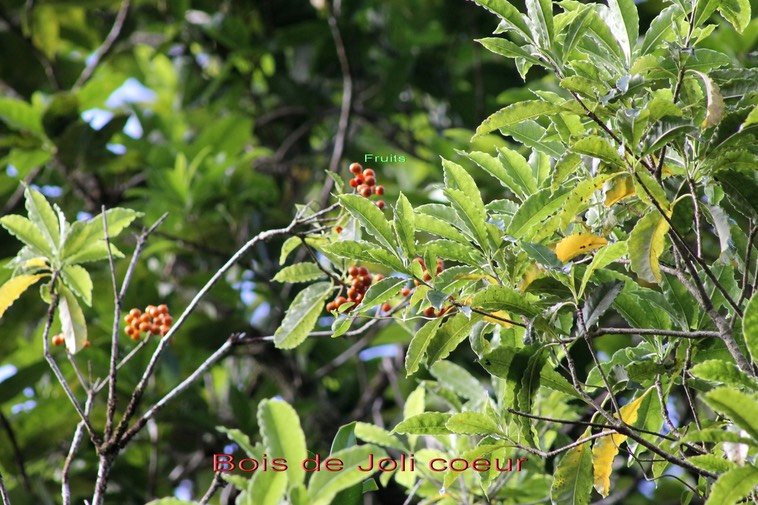 Bois de Joli coeur- Pittosporum senacia - Pittosporacée - I