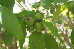 Bois de nèfles à grandes feuilles-Les fruits