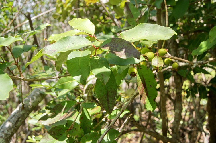 Bois de nèfles à grandes feuilles