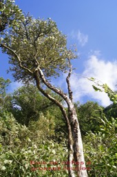 Bois de nèfles à grosses feuilles