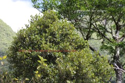 Bois de nèfles et Bois de fer blanc