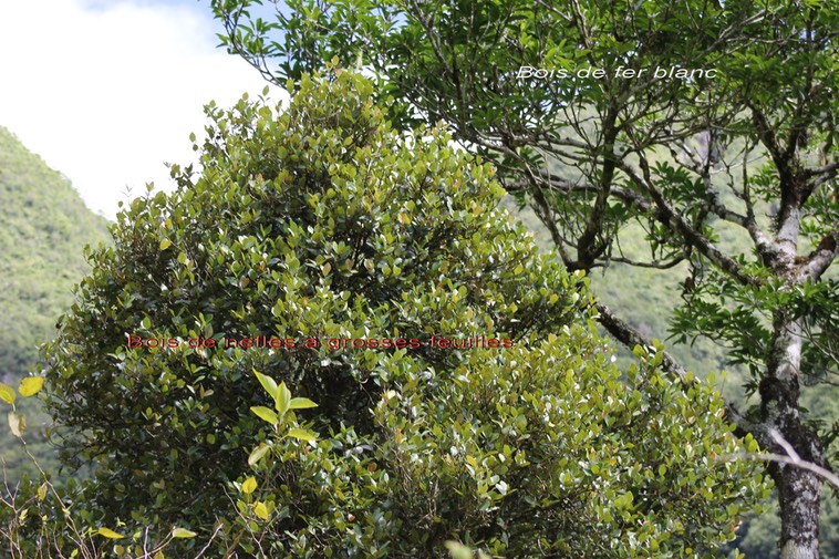 Bois de nèfles et Bois de fer blanc