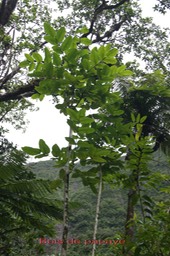 Bois de papaye
