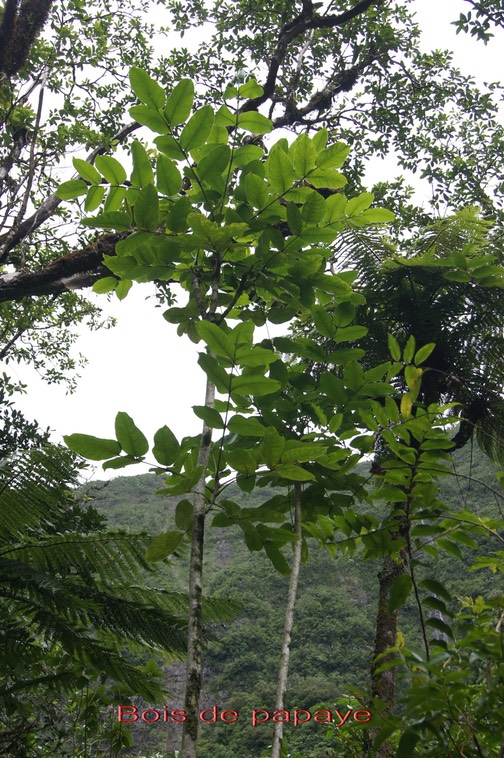Bois de papaye