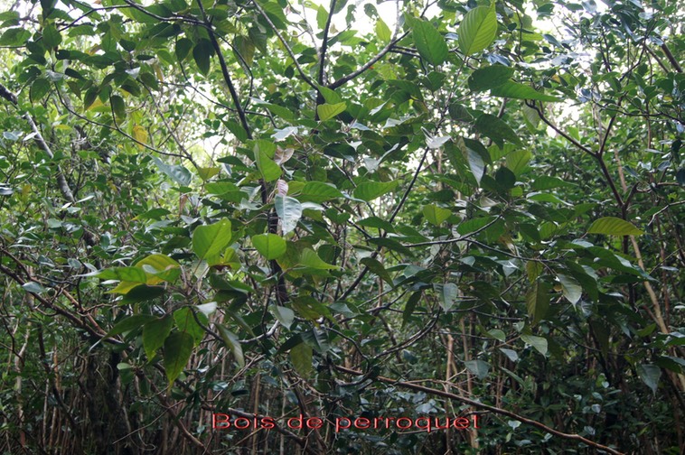 Bois de perroquet- Cordemoya integrifolia - Euphorbiacée - BM