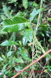 Bois de raisin - Bertiera borbonica - Rubiacée-B