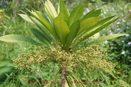 Bois de savon - Badula borbonica- Primulacée - B