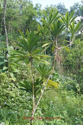 Bois de savon - Badula barthesia