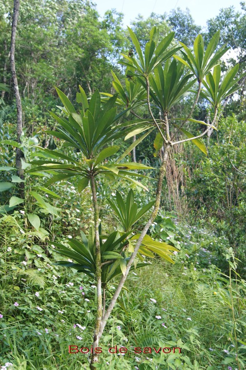 Bois de savon - Badula barthesia