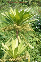 Bois de savon