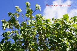 Bois de source