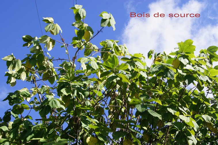 Bois de source