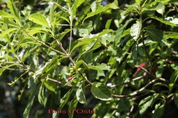Bois d'Osto - Antirhea borbonica- Rubiacée - I