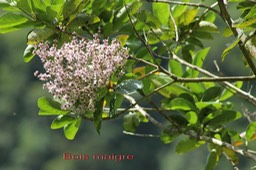 Bois maigre- Nuxia verticillata - Stilbacée - I