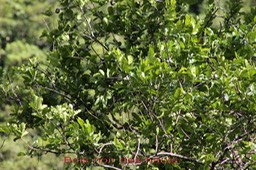 Bois noir des hauts- Diospyros borbonica