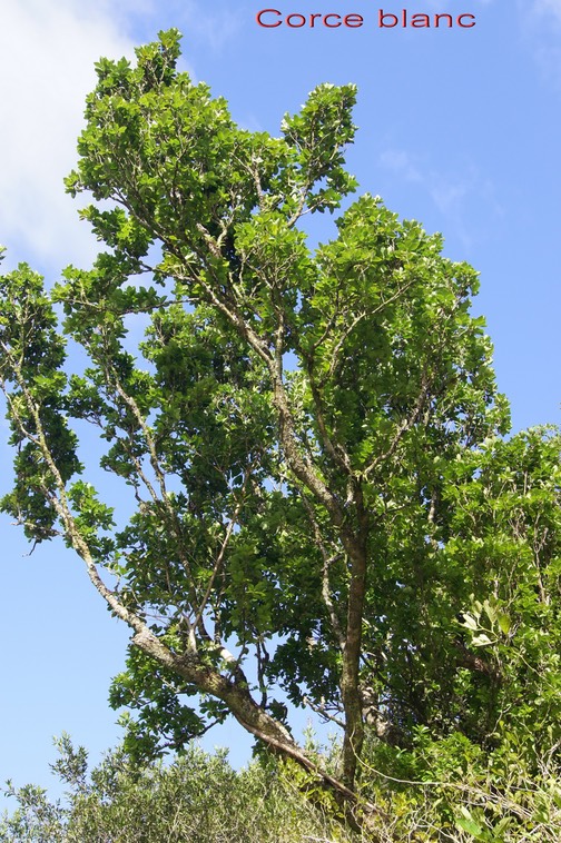 Corce blanc- Homalium paniculatum - Salicacée - I