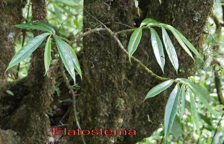 Elatostema pedunculatum