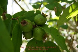 Eugenia mespiloides