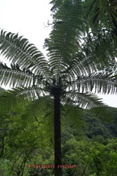 Fanjan mâle - 2