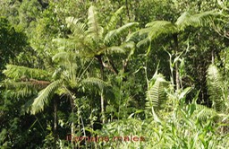 Fanjan mâle - Cyathea borbonica - Cyatheacée- I