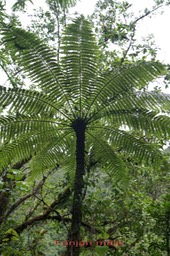 Fanjan mâle - Cyathea borbonica