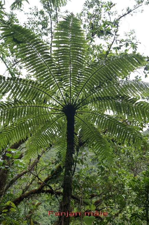 Fanjan mâle - Cyathea borbonica