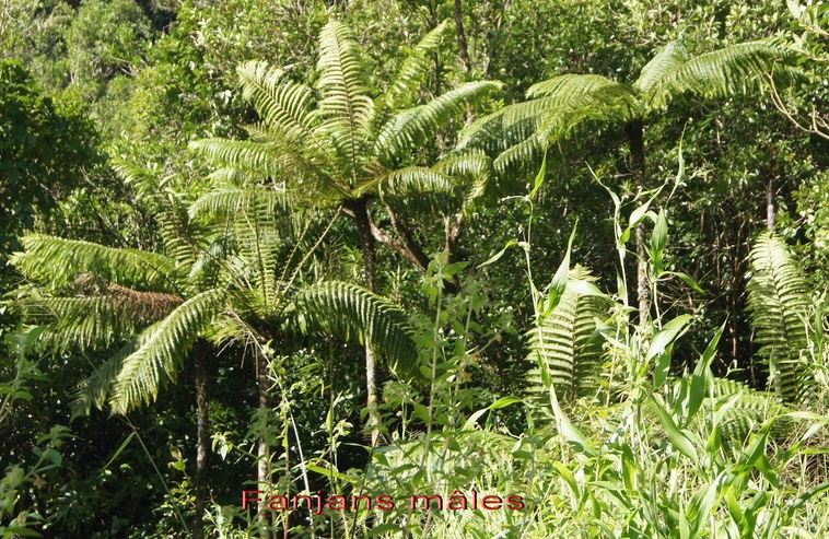 Fanjan mâle - Cyathea borbonica - Cyatheacée- I