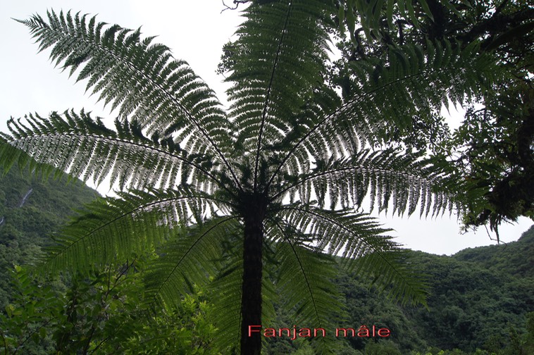 Fanjan mâle