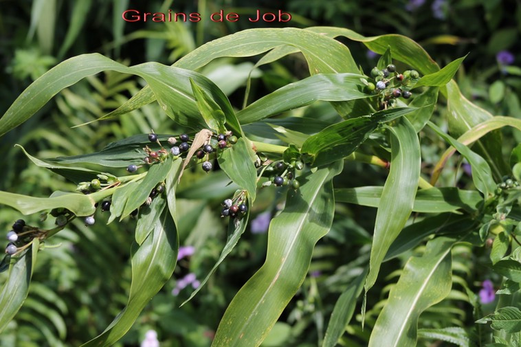 Grains de Job- Coix lacrima-jobi - Poacée - exo
