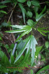 Hibiscus boryanus- Feuilles juvéniles