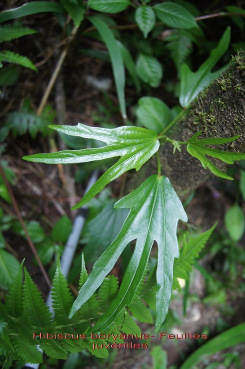Hibiscus boryanus- Feuilles juvéniles