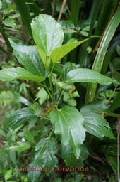 Hibiscus boryanus