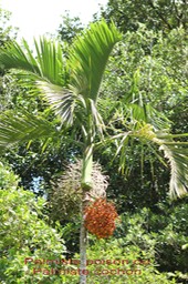Hyophorbe indica - Arécacée - B
