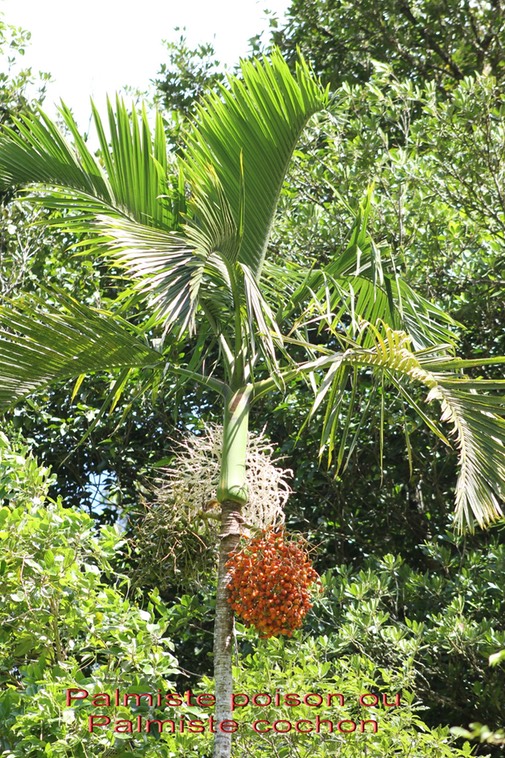 Hyophorbe indica - Arécacée - B