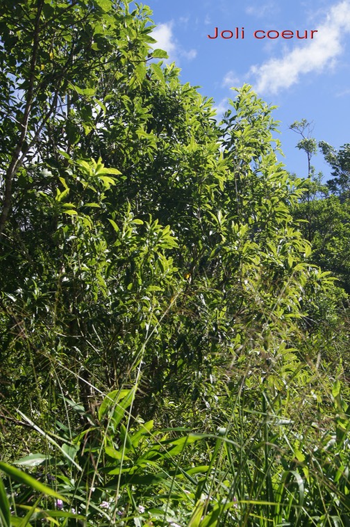 Joli coeur - Pittosporum senacia - Pittosporacée - I