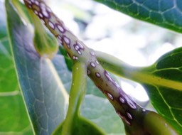 lenticelles du Bois de coeur bleu