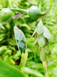 les epillets sont protogynes ce qui  permet une pollinisation croisée.