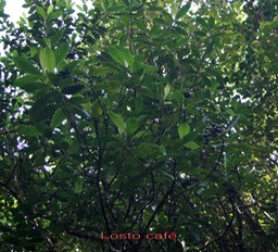 Losto café - Gaertnera vaginata - Rubiacée - B