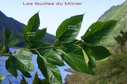 Mûrier - Morus alba