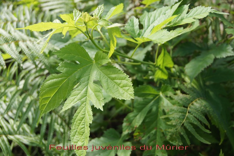 Mûrier- Feuilles juvéniles
