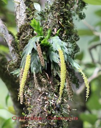 Oberonia sp - Orchidacée - I