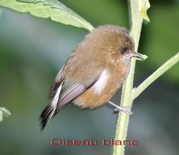Oiseau blanc